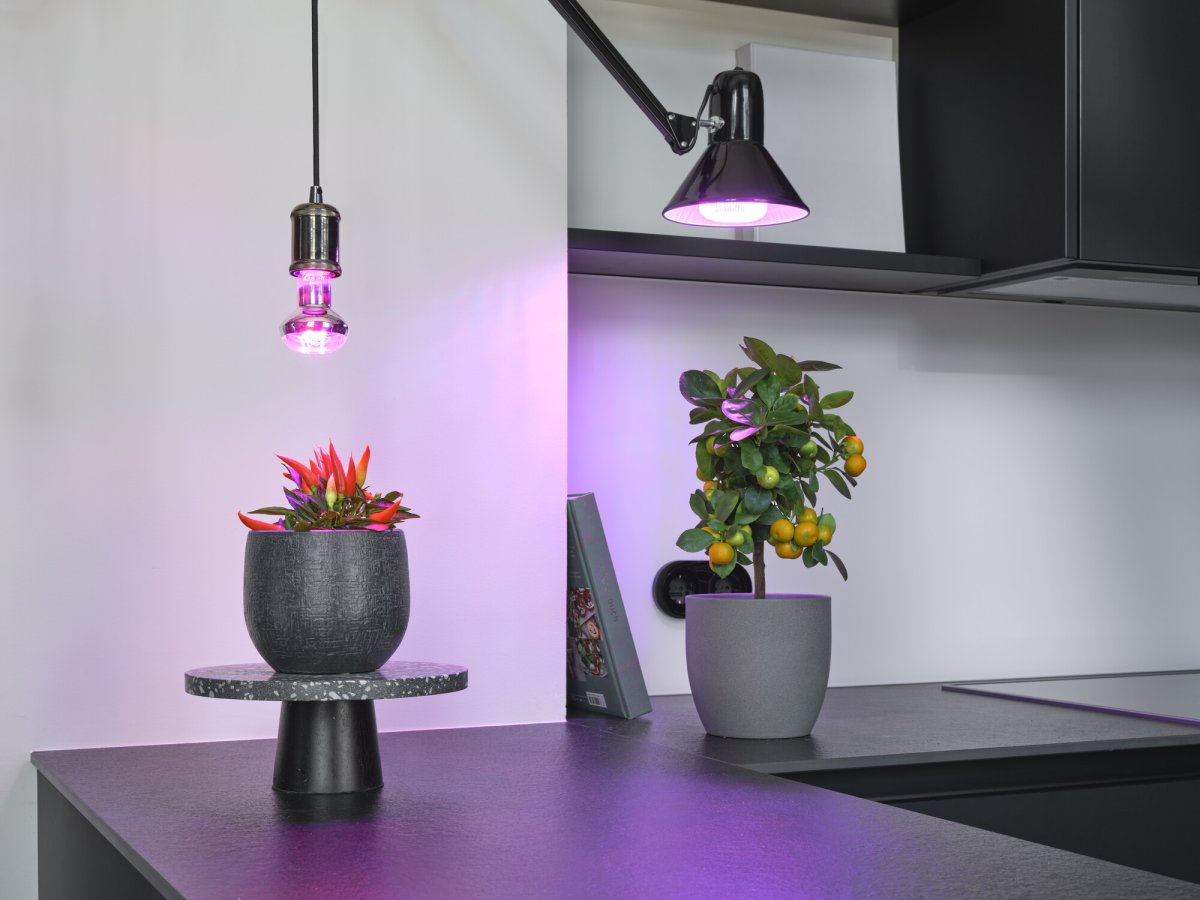 LED Blomlampa 20W GROW E27 3-steg med inbyggd brytare Osram - Bild 4