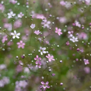 Summer Harso Rosa frö